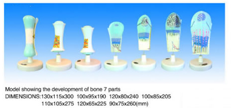Model Showing The Development Of Bone 7 Parts