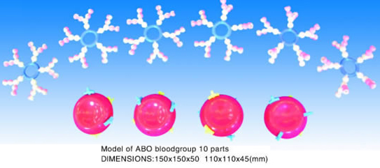 Model of ABO Bloodgroup 10 Parts