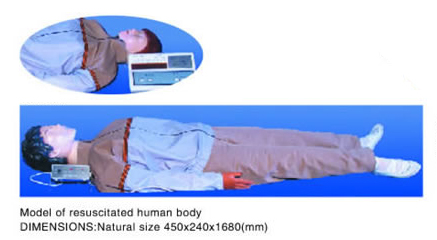 Model of Resuscitated Human Body