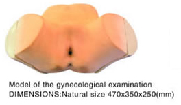 Model of The Gynecological Examination