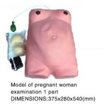 Model of Pregnant Woman