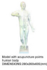Model with acupuncture points human body