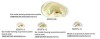 Ear Model Showing Acupuncture Points