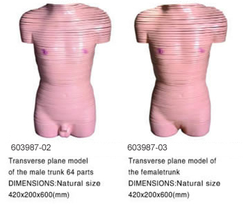 Transverse Plane Model Of The Male(Female) Trunk