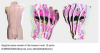 Sagittal Plane Model Of The Human Trunk 10 Parts