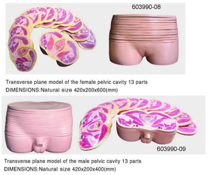 Transverse Plane Model of the femal(male) Pelvic Cavity 13 Parts