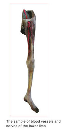The Sample Of Blood Vessels And Nerves Of The Lower Limb
