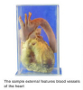 The Sample External Features Blood Vessels Of The Heart
