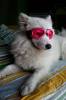 Pet Products-Dog Doggles