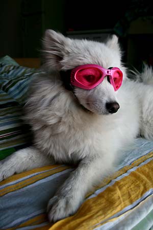 Pet Products-Dog Doggles