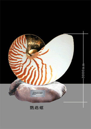 shell sculpture - nautilus