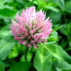 Trifolium pratense L. P.E.Isoflavone, Biochanin