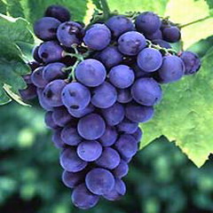 Vitis vinifera L. P.E.procyanidins 5%-98%