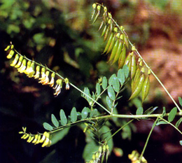Astragalus Membranaceus(fisch)Bge