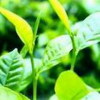 Cynara scolymus Extract Artichoke leaf P.E.