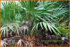 Serenoa repens Extract Saw Palmetto Berry P.E.