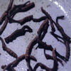 Cordyceps Sinensis Extract Powder polysaccharide