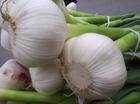 Allium sativum P.E.garlic Allicin