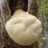 Hericium erinaceus  Extract Monkeyhead Mushroom P.E.