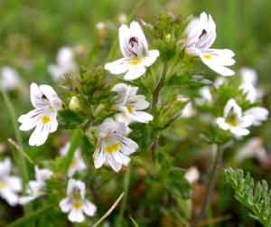 Euphrasia officinalis Extract Ratio Extract