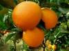 Newhall  navel orange
