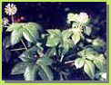 Siberian Ginseng P.E.