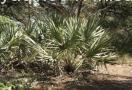 Saw Palmetto P.E.