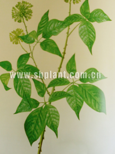 Siberian Ginseng P.E.