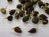 GERMINATED OIL PALM SEED
