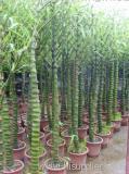 Bambusa Ventricosa