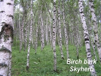 Birch bark Extract Betulin Betulinic acid