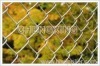 Chain Link Fence