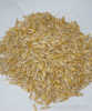 Feed Barley-Six Rowed Barley