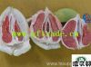 red pomelo