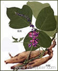 Pueraria Extract Powder