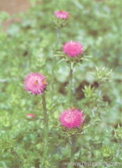 Milk Thistle Extract Powder