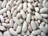 Organic Haricot Beans