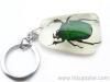 Chinese golden beetle amber key chain