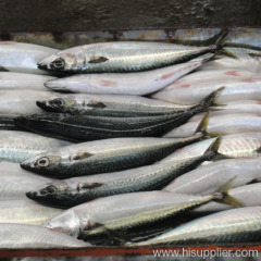 Pacific Mackerel