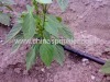 Drip tape irrigation