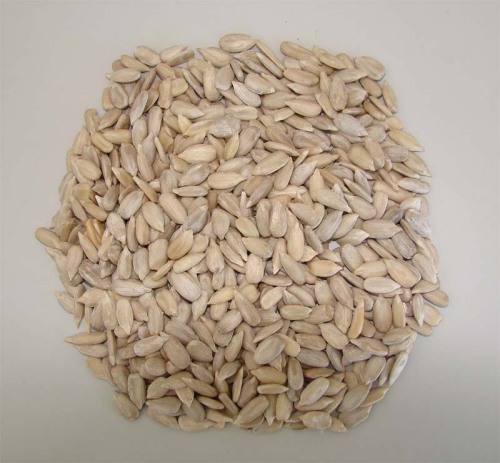 organic sunflower seed kernel
