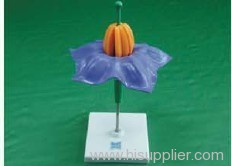 Potato flower model