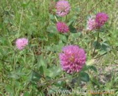 Red Clover Extract