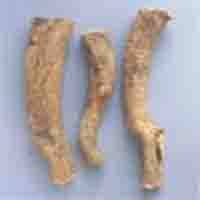 Astragalus P.E.