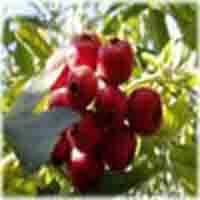 Hawthorn Berry P.E.