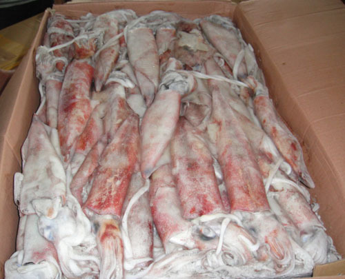 Dried Squid