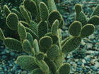 cactus extract