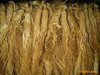 ginseng extract