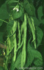 White Kidney Bean Extract