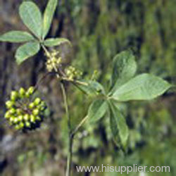 Siberian Ginseng P.E.